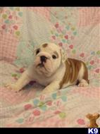 french bulldog puppy posted by Jessica reynolds